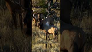 Shoot or Pass Elk Kill Shot [upl. by Gilberta]