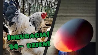 Poranne Wypuszczenie Kur 🐓🐔 Prześwietlanie jaj po 14  dniach 🥚🔦 [upl. by Braeunig]