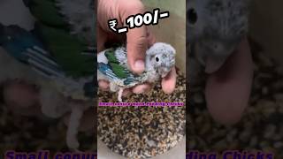 price in india  Small Pineapple Conures Hand Feeding Chicks [upl. by Oech]