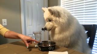 Lexi the Samoyed eats dinner at the table [upl. by Hendon513]