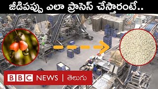 Cashew Nuts Processing  Andhra Pradesh రోజూ టన్నుల కొద్ది జీడిపప్పు ఎలా ప్రాసెస్ చేస్తారో చూశారా [upl. by Otte]