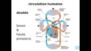 physiologie cardio vasculaire partie 1 [upl. by Aicillyhp472]