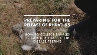 How to collect samples from a dead rabbit for disease testing [upl. by Gilder]