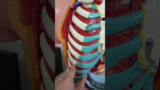 Blood supply of the diaphragm [upl. by Hamish]