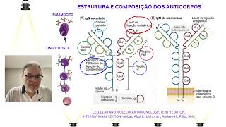 Estrutura e Composição dos anticorpos [upl. by Fante]