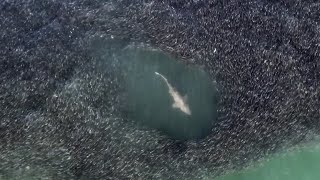 A Sand Tiger Shark Floating in its Food [upl. by Ogilvy]