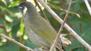 The sound of Lewins Honeyeater [upl. by Bonaparte899]