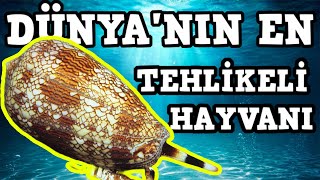 DÜNYANIN EN TEHLİKELİ HAYVANI KONİ SALYANGOZU HAKKINDA İNANAMAYACAĞINIZ GERÇEKLER [upl. by Econah977]