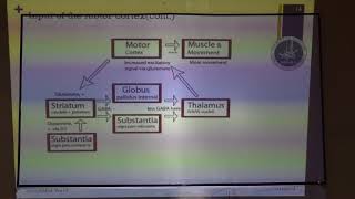 year 3 descending motor pathway pt 56 [upl. by Enylodnewg]