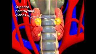 Thyroid Animation [upl. by Seys]