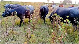 Buffaloes grazing in the form with other animals  World Animals [upl. by Nemajneb429]