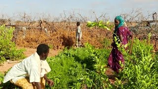 Supporting communities in Somalia during protracted conflict [upl. by Lolanthe]