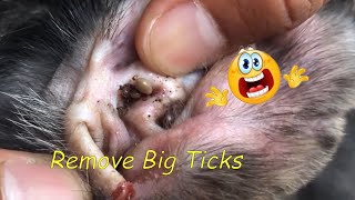 OMG  The Big Ticks From Ears  Remove Ticks From Dogs Ear [upl. by Waugh]