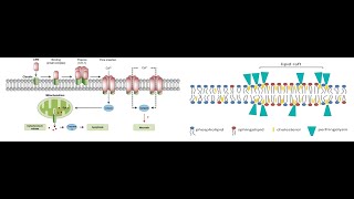 Clostridium perfringens Part 2 Virulence factors diagnosis symptoms and treatment [upl. by Edras]