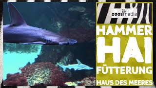 Haus des Meeres Fütterung der HAMMERHAIE  zoosmedia [upl. by Aihk788]