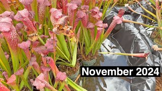 Carnivorous Plant Care for November 2024 [upl. by Nadab835]