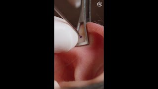 What Getting Your Ear Cartilage Pierced Is Like Up Close shorts [upl. by Anelim916]