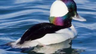 Song of the Bufflehead [upl. by Milo]