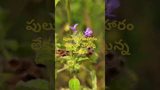 Hyptis suaveolens ll Dr Murthy Plant World ll invasive plants [upl. by Ahseuqram]