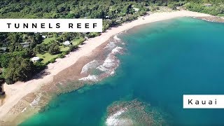 Tunnels Reef Kauai [upl. by Aihk]