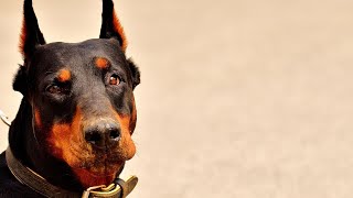 How to Train Your Doberman Pinscher Tips and Tricks for Success [upl. by Ellis436]