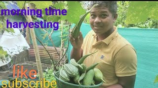 Harvesting Vegetables At Home Ghare Panipariba ChasaGhar Par Sabji Kese Ugaye Sabji Kheti [upl. by Konikow]