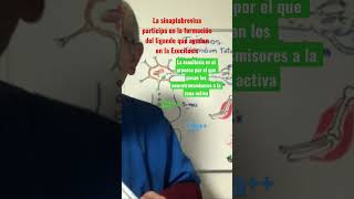 Exocitosis Ca sinaptobrevina proteina snare ligando [upl. by Aicnarf]