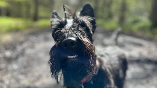 Rory the Scottie dog gets a big Surprise 🐾🐾🐾 [upl. by Eikin]