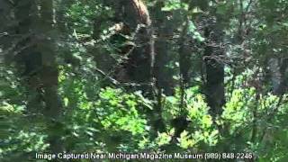 BIGFOOT Footage shot near Michigan Magazine Museum [upl. by Ahsinal]