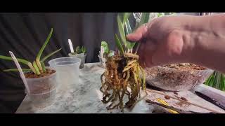 Potting up Cattleya Orchids with Orchid Supply Store supplies [upl. by Fransisco289]