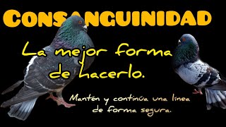 🩸🧬quotCONSANGUINIDADquot 🩸🧬 conserva tus líneas de forma segura [upl. by Bracci383]