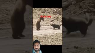 PREDATOR vs PREY short animals wildlife Predator Prey short videos knbcrezy [upl. by Ennaitsirhc690]