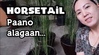 Paano Alagaan at Pagpaparami ng Horsetail or Equisetum Hyemale [upl. by Tullus]