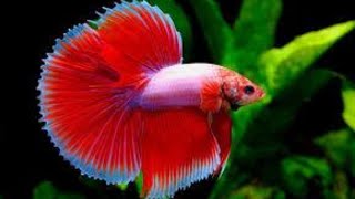 HOW TO Care for Betta Fish । Betta Fish Care In Hindi । Aquarium Care । [upl. by Nyrb]