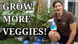 Organic Fertilizer Tips for Growbag Gardening Apartment Homestead Update [upl. by Adnimra]