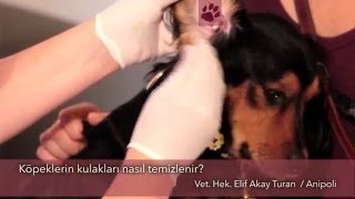 Köpeklerin kulakları nasıl temizlenir [upl. by Atiuqel]