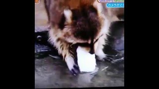 Raccoon tries to wash cotton candy but it dissolves instantly [upl. by Bill4]