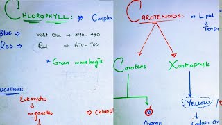 Photosynthetic pigments class 11Chlorophyll and carotenoidsTypes of chlorophyllChlorophyll a b c [upl. by Lerraf]