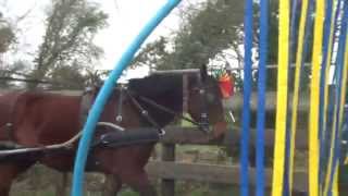 Bombproofing and road work for harness horses Suki in training [upl. by Joyann]