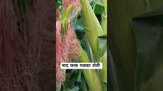 rabi makka advanta sweet corn makkasheti shortvideo [upl. by Ainej849]