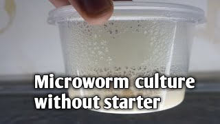 microworm culture without starter [upl. by Nealy]