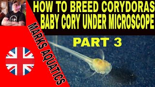 HOW TO BREED CORYDORAS CATFISH PART 3 MICRO WORLD [upl. by Atinrehs623]