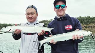 Fishing Hervey Bay off the boat Wolf Herring is the new sports fish TopwaterDiving EP79 [upl. by Eelyram]