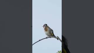 Goldfinch Singing  Bird Sounds [upl. by Eloise]