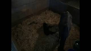 Windhover Farm Live Stream  Gemmas Foal [upl. by Nylahsoj]