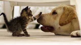 funny and cute cats compilation 2018 [upl. by Undis]