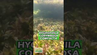 Hygrophila Corymbosa Compacta Super Easy Low Light Foreground Aquarium Plant For Sale [upl. by Hance]