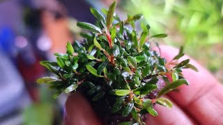 Bucephalandra Rosemary amp Crepidomanes bolbitus mini [upl. by Adali175]