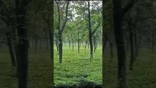 Tea garden 🏡naturelovers shortvideo youtubeshorts trending viralvideo [upl. by Shari714]