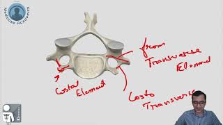 Typical Cervical Vertebrae [upl. by Eugenides775]